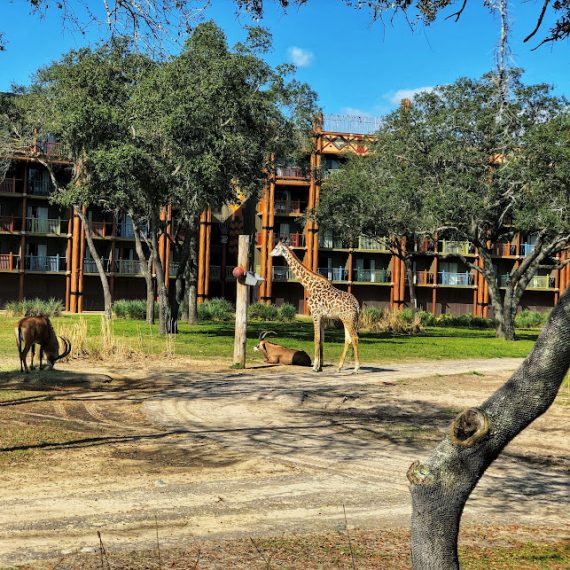 Disney's Animal Kingdom Villas Guide | Walt Disney World