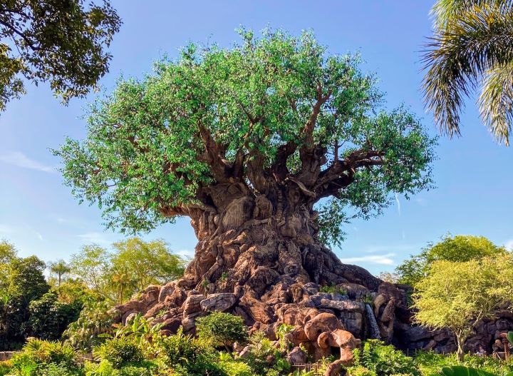 Touring Disney World with Cognitive Disabilities Animal Kingdom
