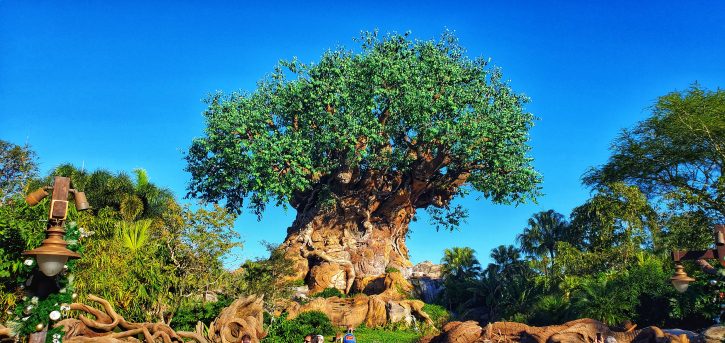 Tree of Life in Animal Kingdom, Walt Disney World